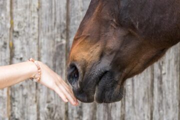 Pferdegestützte Interventionen